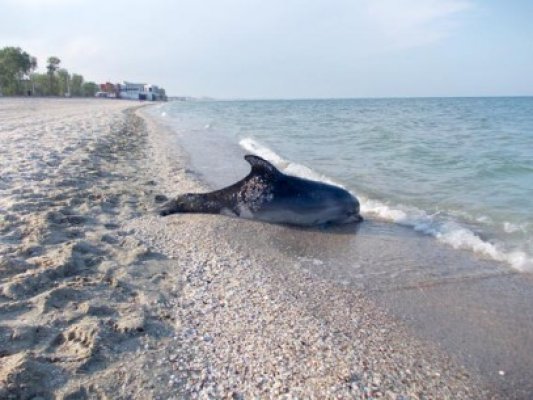 Delfini eşuaţi, pe plajele din Mamaia şi Eforie